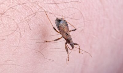 Mapped: Where the deadly kissing bug Chagas has spread to in the US