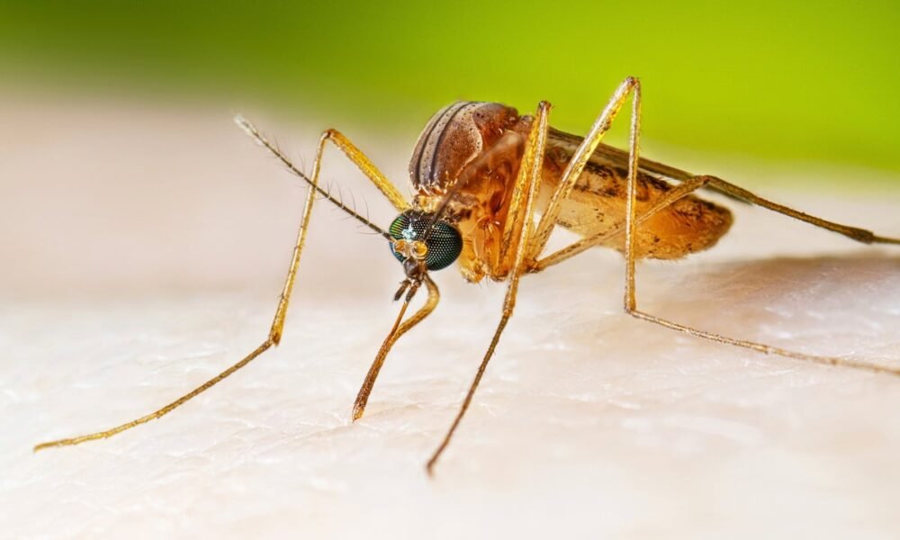 Experts make new mosquito discovery which could eliminate malaria