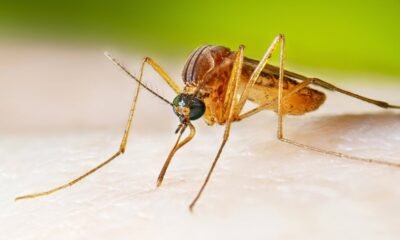 Experts make new mosquito discovery which could eliminate malaria