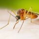 Experts make new mosquito discovery which could eliminate malaria