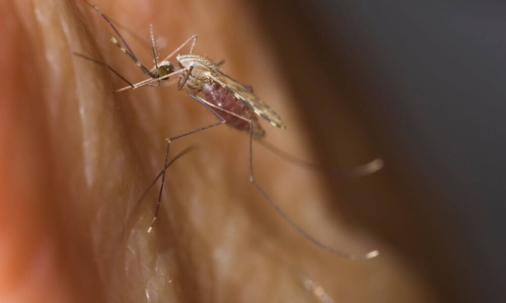 World’s largest mosquito factory to protect millions from deadly ‘break-bone fever’