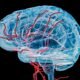 ‘Mileage clock’ found inside brain could help diagnose Alzheimer’s