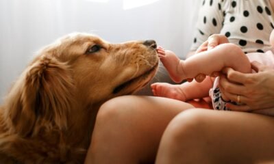 Babies have lower risk of developing asthma if they grow up around dogs