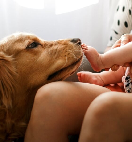 Babies have lower risk of developing asthma if they grow up around dogs