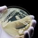 A deadly fungus is spreading in European hospitals. Here’s what we know