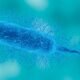 Louisiana patient dies from flesh-eating bacteria as US sees dozens of cases this year