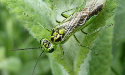 How an insect might change how surgeons operate on the human body