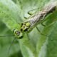 How an insect might change how surgeons operate on the human body