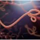 Shocking Ebola Outbreak Claims 42 Lives in DR Congo – What You Need to Know Now!