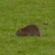 Wales vs Belgium World Cup Qualifier Interrupted by Unexpected Rat Invasion! 🐀🔥