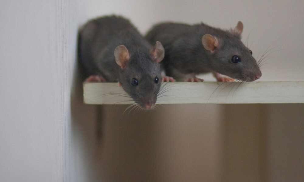 Scientists say they can read mices’ minds