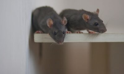 Scientists say they can read mices’ minds