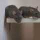 Scientists say they can read mices’ minds