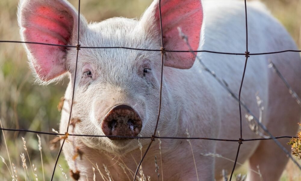 World first pig-to-human liver transplant keeps patient alive for months