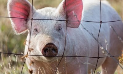 World first pig-to-human liver transplant keeps patient alive for months