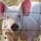 World first pig-to-human liver transplant keeps patient alive for months