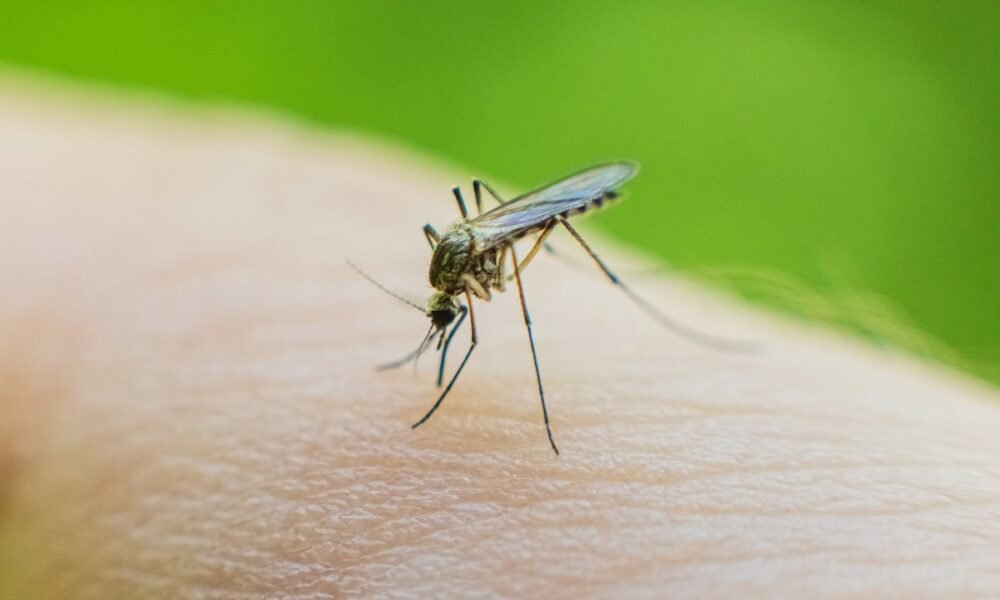 Warning issued as tropical disease-carrying mosquitoes found in UK