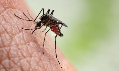 New study finds mosquito-borne disease could raise risk of type 2 diabetes