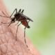 New study finds mosquito-borne disease could raise risk of type 2 diabetes