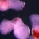 Scientists create lab-grown human embryo model with blood cells