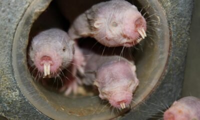 Naked mole rats’ DNA could hold key to long life