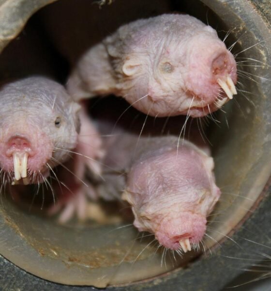 Naked mole rats’ DNA could hold key to long life